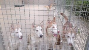 huskies