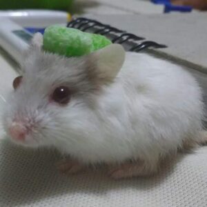 hamster