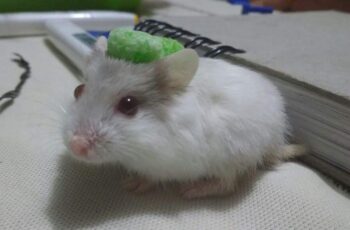 hamster