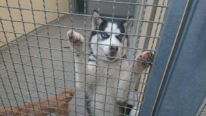husky